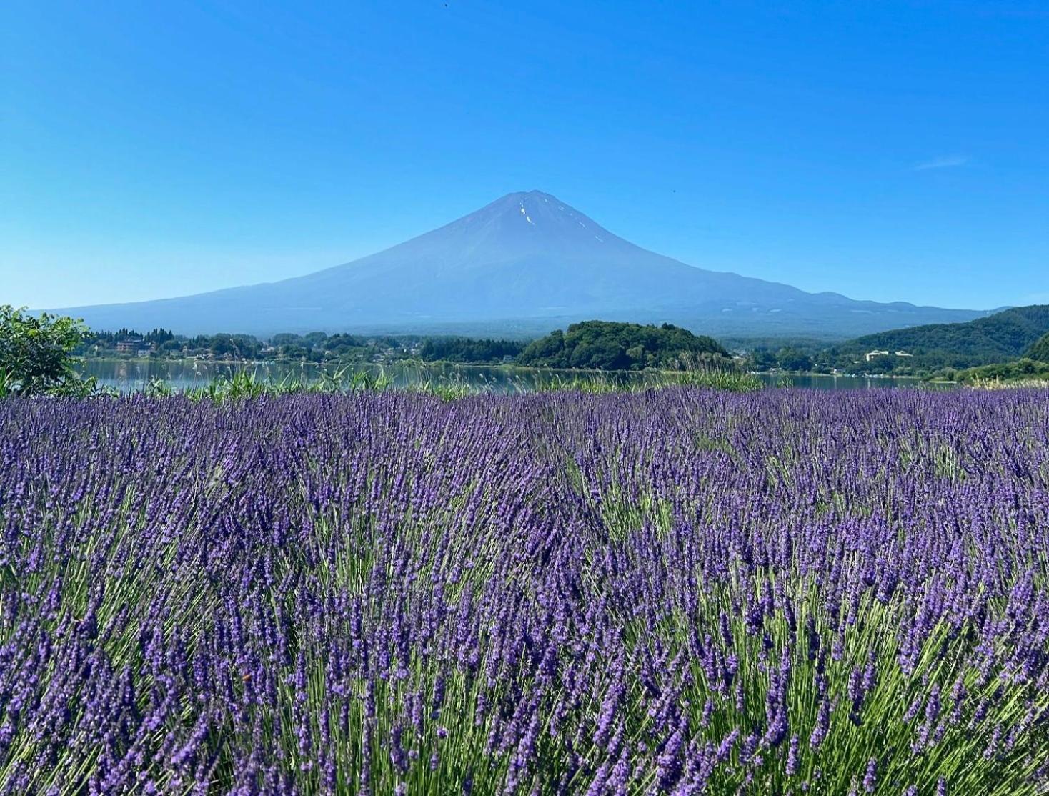 Fuji Fumoto Forest Hotspring ふもとの森温泉